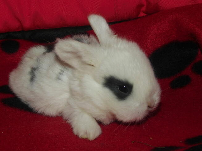 Baranki białe z ciemną obwódką wokół oczu