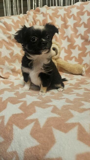 Chihuahua długowłosy chłopczyk czarno-biały – drobny
