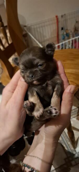 Chihuahua śliczny lila tan samczyk długowłosy