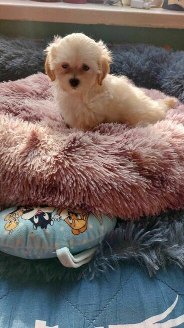 Śliczne szczeniaki Maltipoo suczki