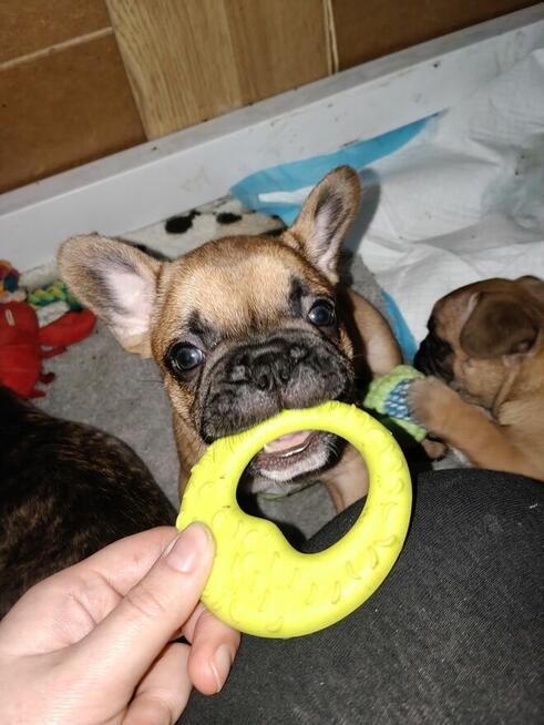 Szczenięta buldog francuski