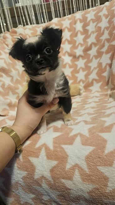 Chihuahua długowłosy chłopczyk czarno-biały – drobny