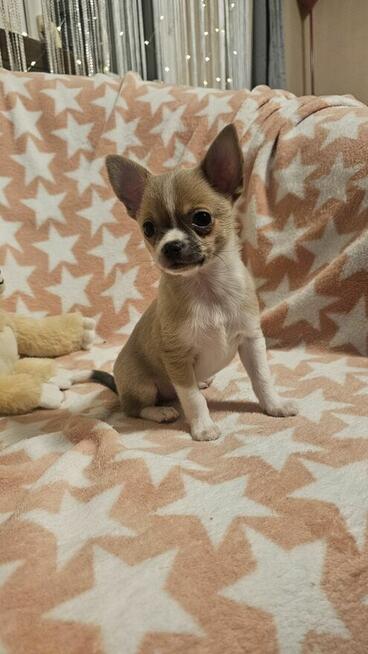 Chihuahua krótkowłosy piesek fawn & white