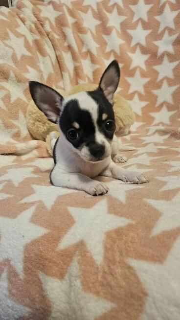 Chihuahua krótkowłosy biało-czarny chłopczyk
