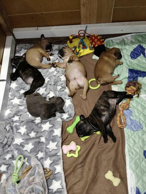 Szczenięta buldog francuski