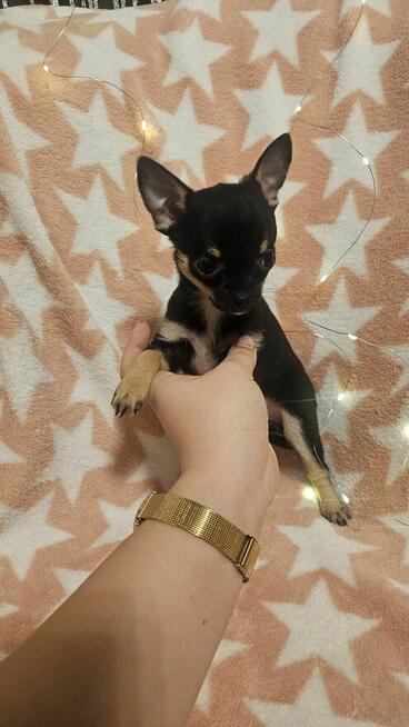 Chihuahua krótkowłosa suczka – maleńka sunia black & tan