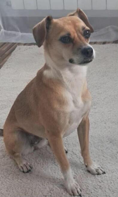 Oddam suczki sześciotygodniowe w dobre ręce