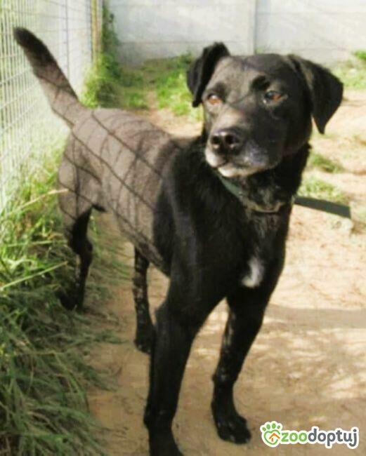 GRZEŚ - czarny, zwykły, prosi o dom