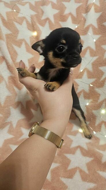 Chihuahua krótkowłosa suczka – maleńka sunia black & tan