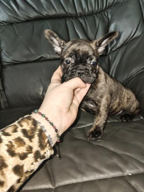 Szczenięta buldog francuski