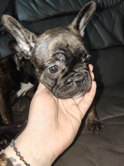 Szczenięta buldog francuski