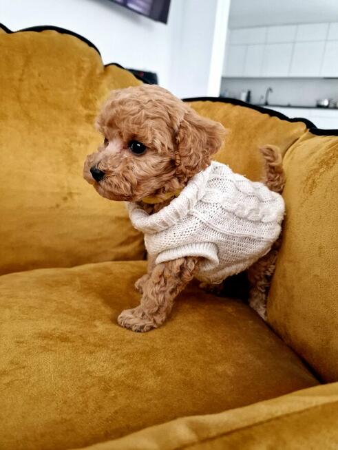 Pudelki do odbioru toy/miniatura tatus FCI