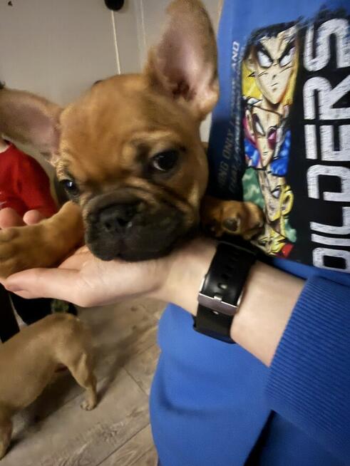 Buldog francuski szczeniaki