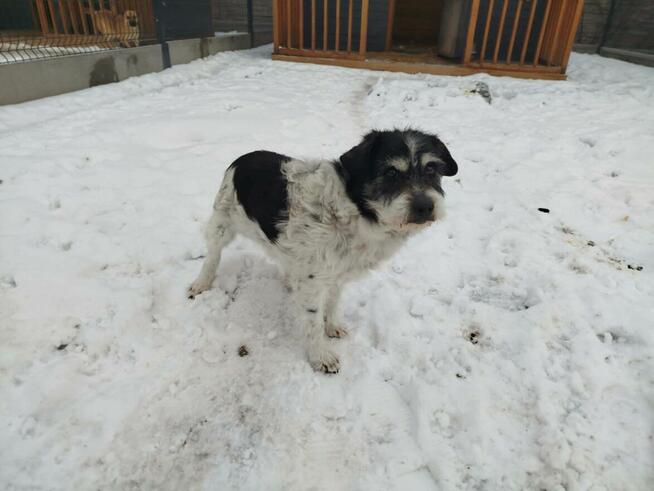 KAJTUŚ kochany aniołek czeka na wymarzony domek