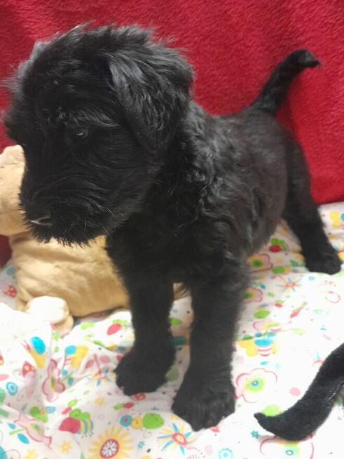 Sznaucer olbrzym szczenięta FCI