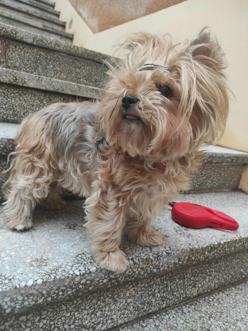 Oddam dwa psy: Molly i Belę