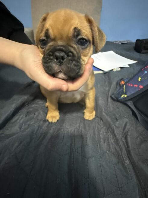 Buldog francuski szczeniaki