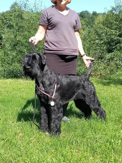 Sznaucer olbrzym szczenięta FCI