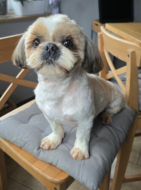 Reproduktor Shih tzu