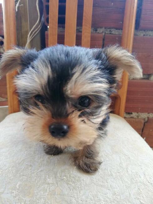 Szczeniak Yorkshire terrier (piesek i suczka)