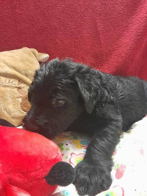 Sznaucer olbrzym szczenięta FCI