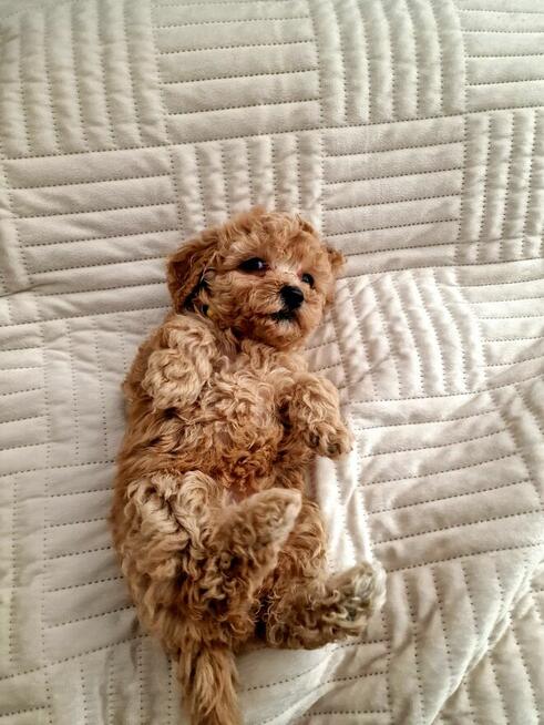 Pudelki do odbioru toy/miniatura tatus FCI