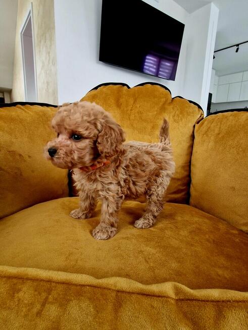 Pudelki do odbioru toy/miniatura tatus FCI