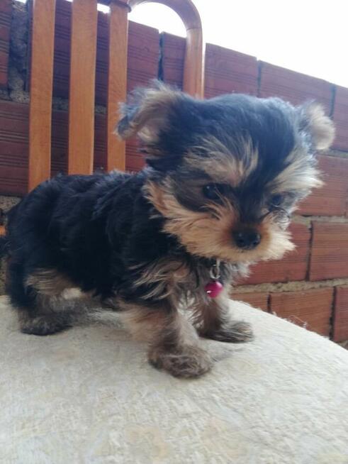 Szczeniak Yorkshire terrier (piesek i suczka)