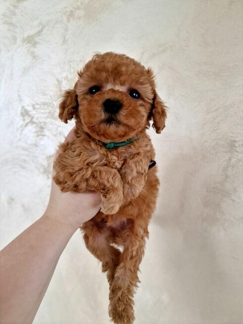 Pudelki do odbioru toy/miniatura tatus FCI