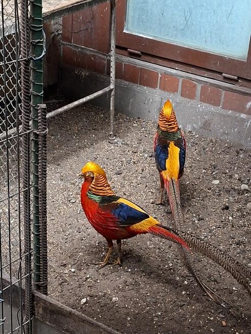 Okazja! Likwidacja hodowli! Bażant złoty złocisty 70 zł/szt.