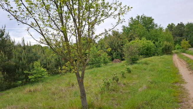 Działka inwestycyjna Myrcha gm. Wiśniew,