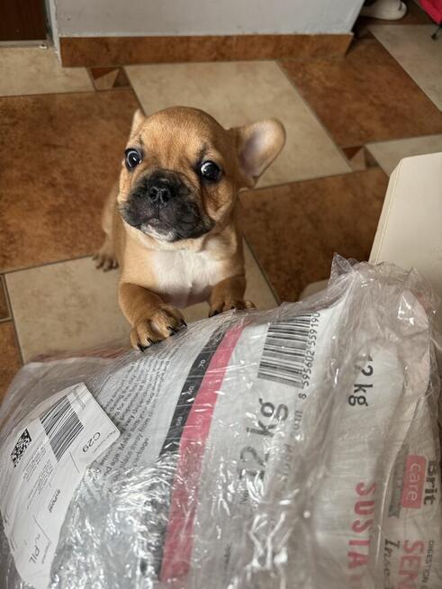 Buldog francuski szczeniaki