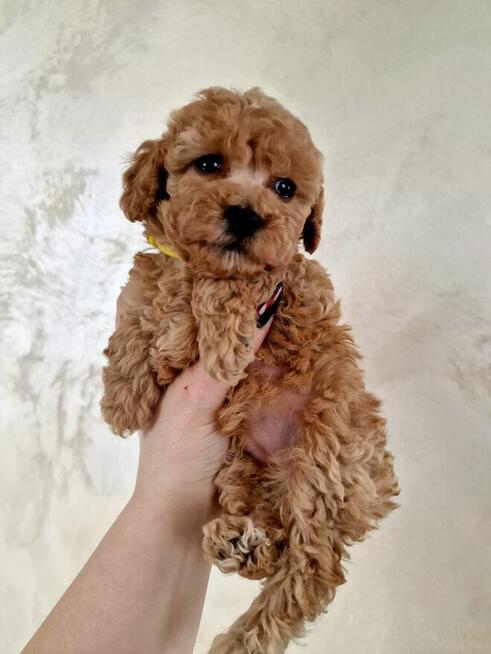 Pudelki do odbioru toy/miniatura tatus FCI