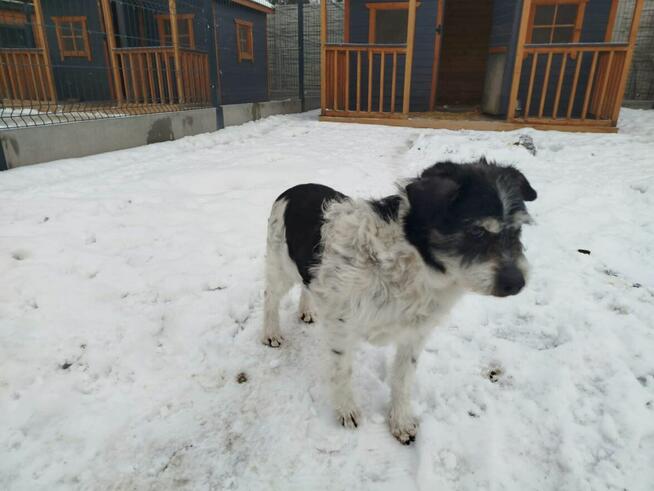 Przyjacielski bezproblemowy psiak stracił pana i przyjaciela