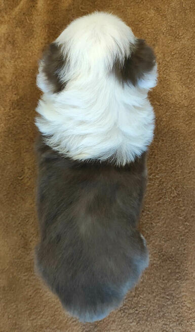 Rasowa suczka Border Collie z pełną dok. przebadani rodzice