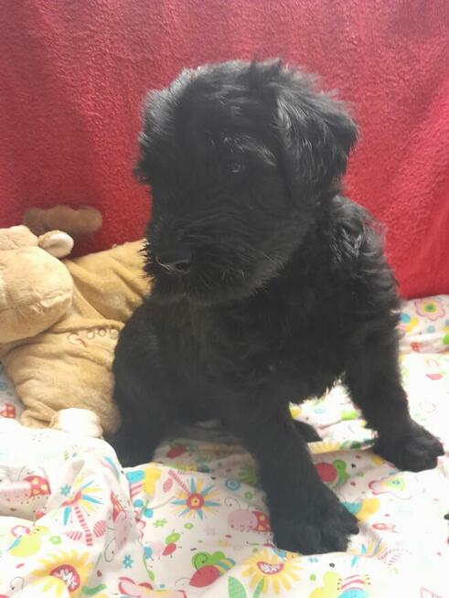 Sznaucer olbrzym szczenięta FCI