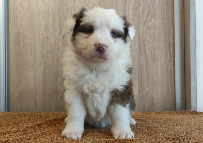 Rasowa suczka Border Collie z pełną dok. przebadani rodzice