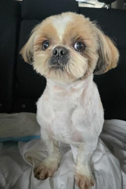 Reproduktor Shih tzu