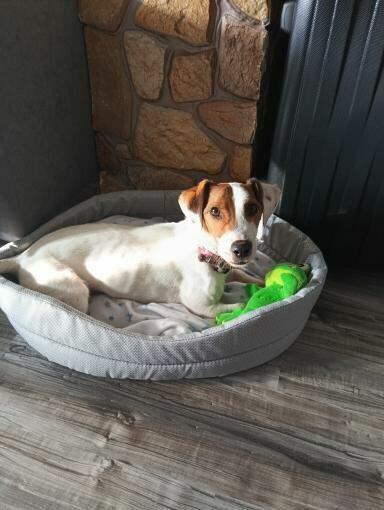 Fido, energiczny 5 letni Jack Russell Terrier