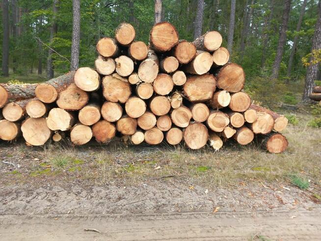 Drewno kominkowe opałowe Szczęsne