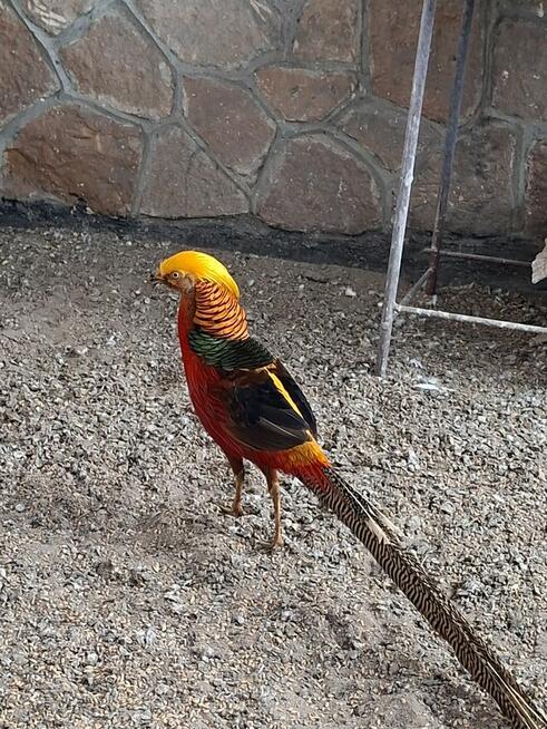 Okazja! Likwidacja hodowli! Bażant złoty złocisty 70 zł/szt.