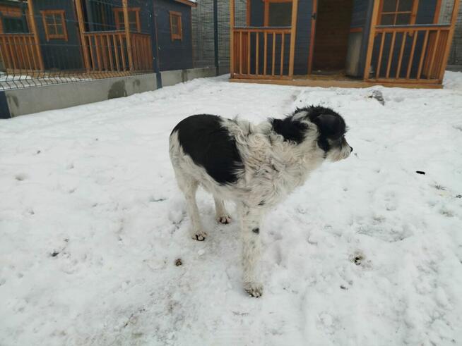KAJTUŚ kochany psiak spragniony miłości czeka na Ciebie
