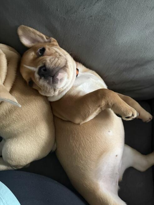 Buldog francuski szczeniaki