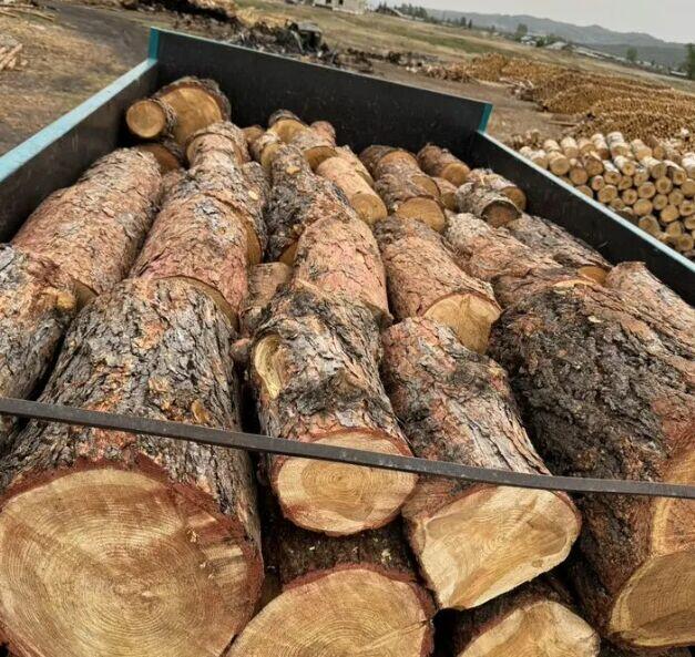 Drewno opałowe/kominkowe w rozsądnej cenie Olsztyn