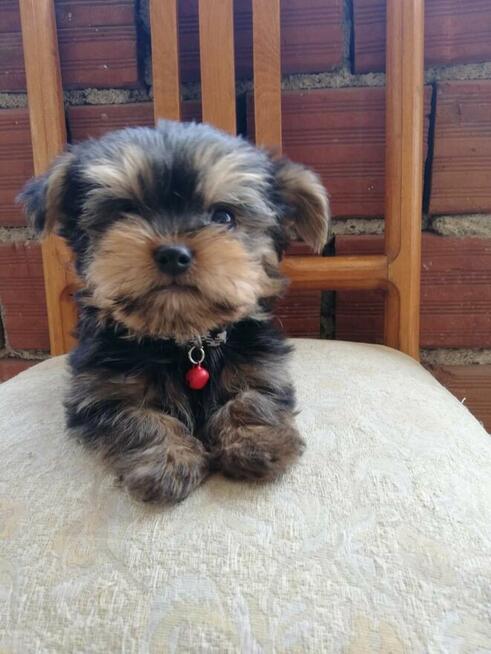 Szczeniak Yorkshire terrier (piesek i suczka)