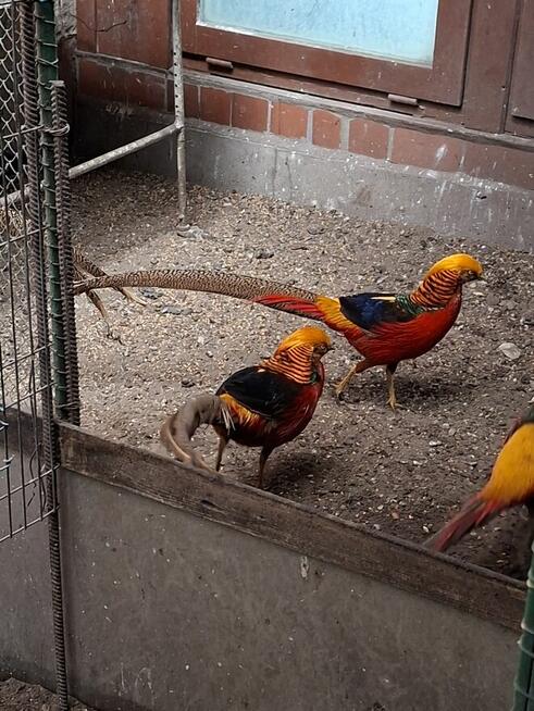 Okazja! Likwidacja hodowli! Bażant złoty złocisty 70 zł/szt.