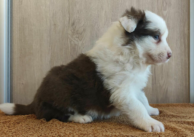 Rasowa suczka Border Collie z pełną dok. przebadani rodzice