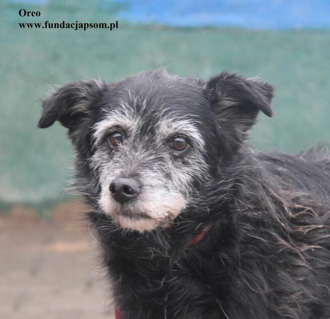 Oreo