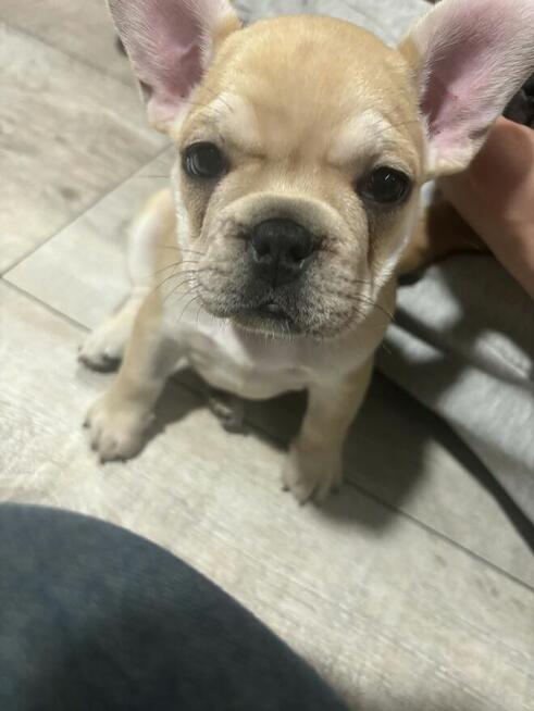 Buldog francuski szczeniaki