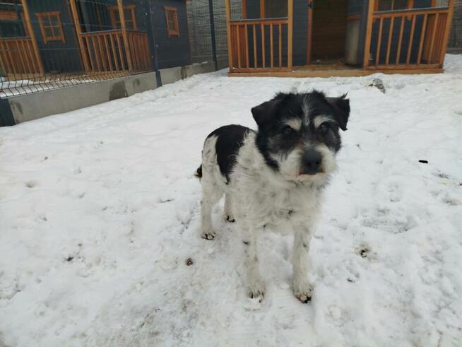 Pogodny psiak kochający ludzi marzy o odpowiedzialnym domu